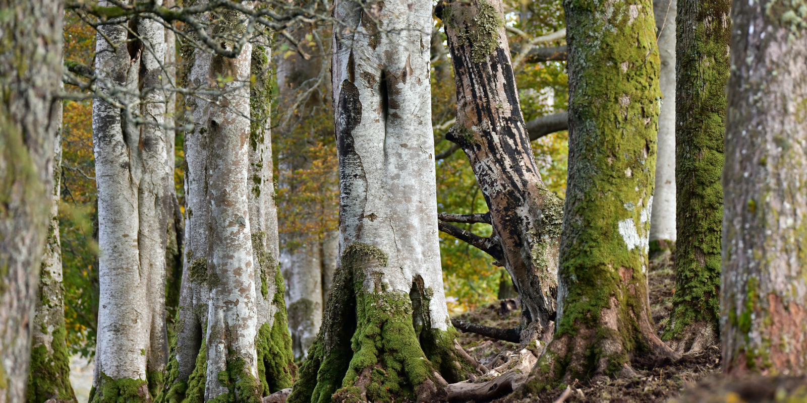 World Rainforest Day - Our Celtic Rainforest