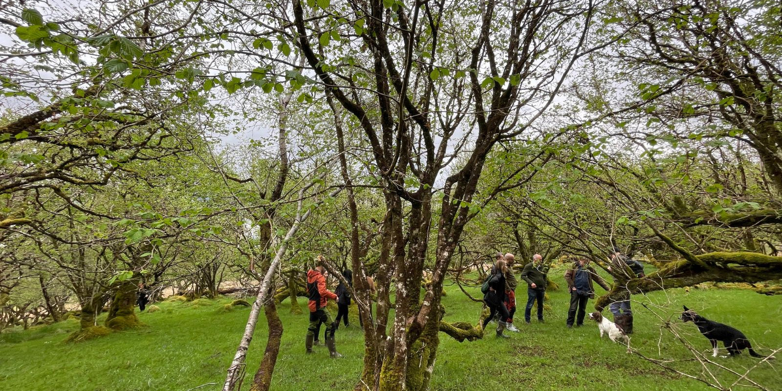 Help Protect Scotland’s Rainforest