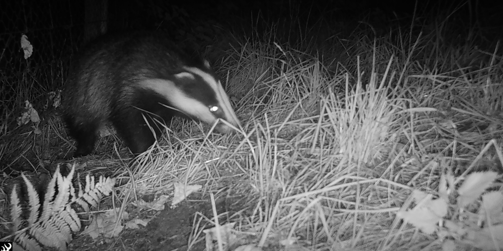 National Badger Day!