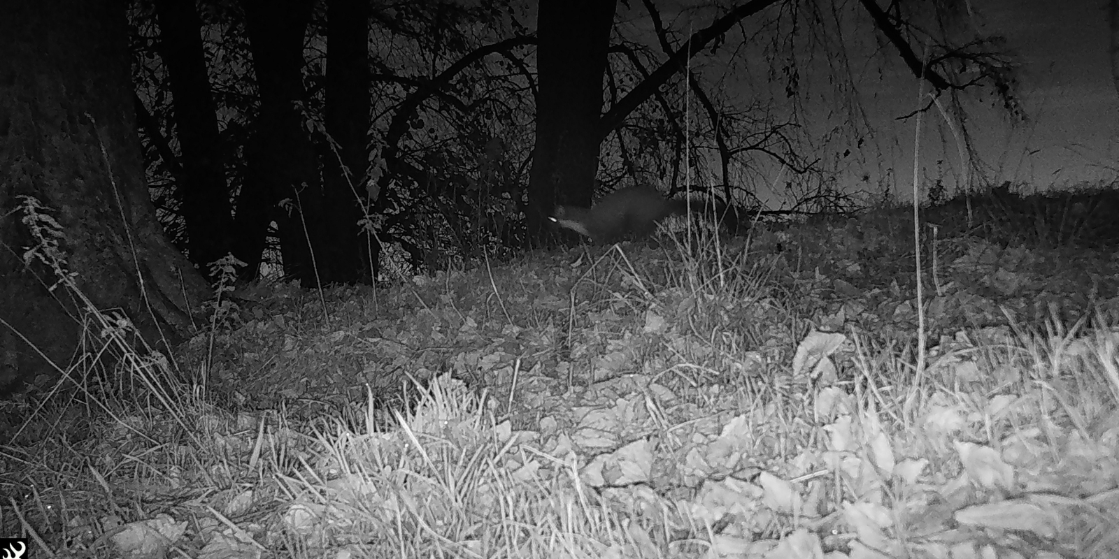 Pine Martens in the Forest