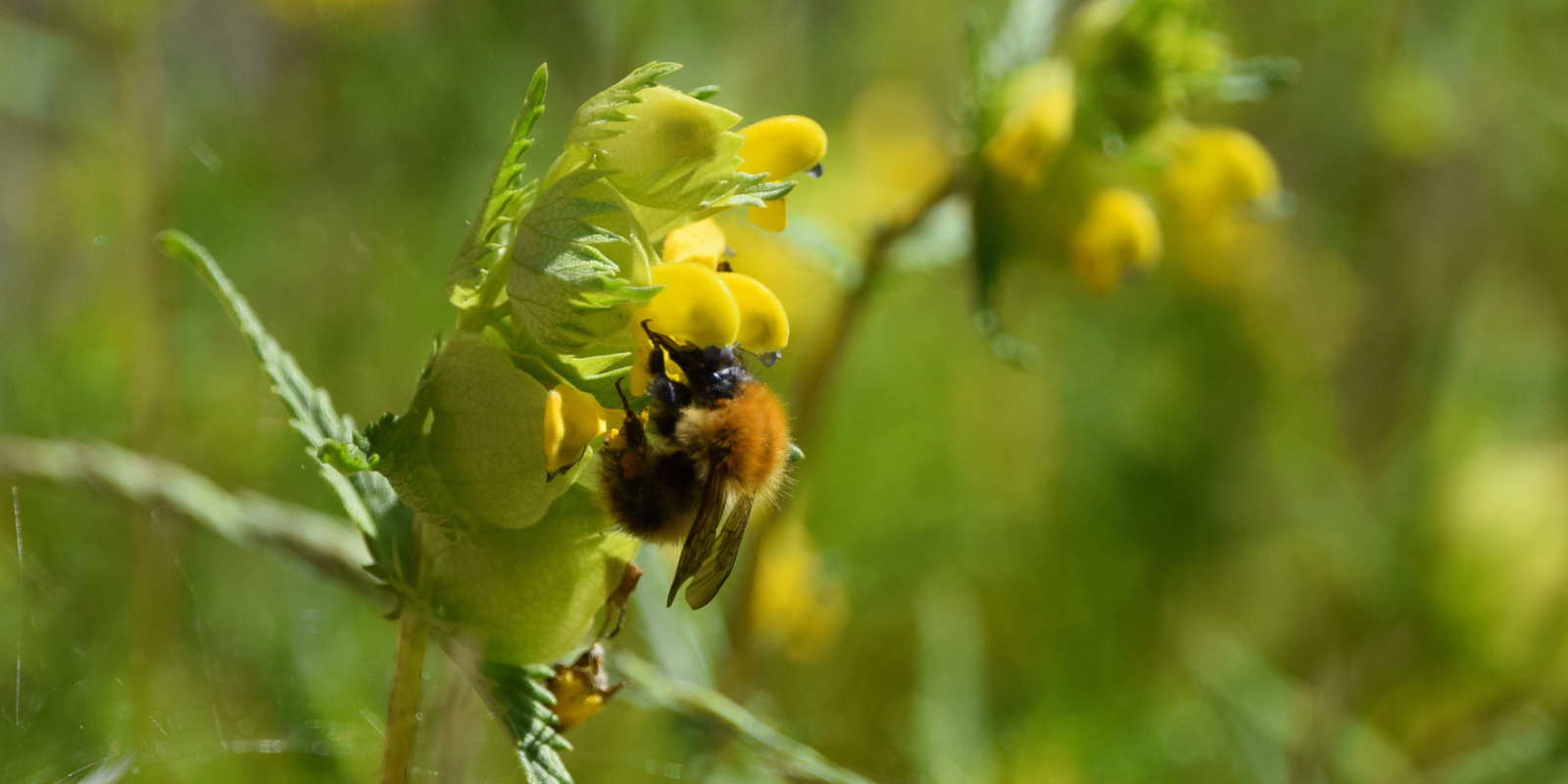Don't Step On A Bee Day