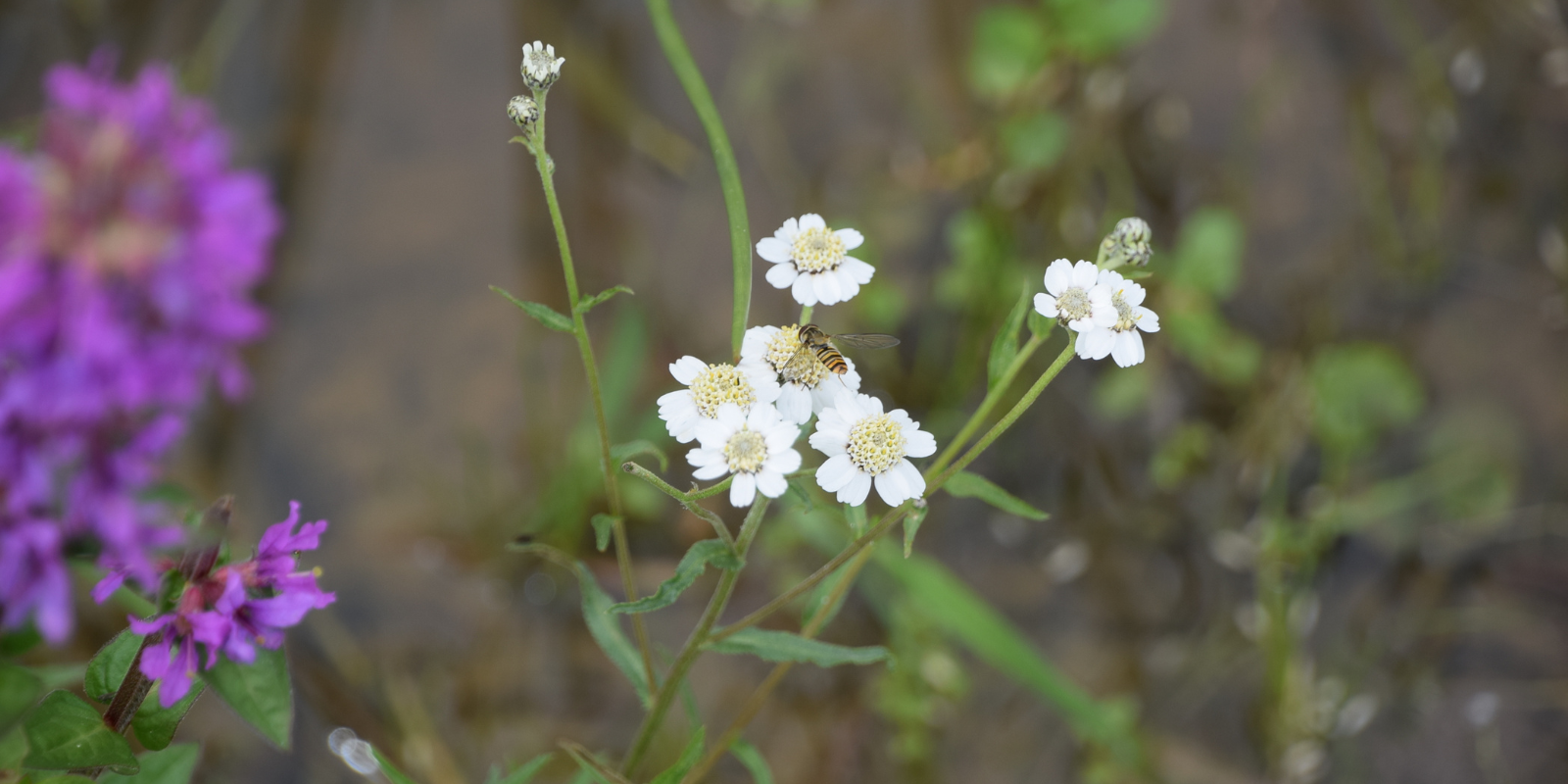 The Benefits of Wildflower Planting: How We Create a Vibrant and Sustainable Landscape