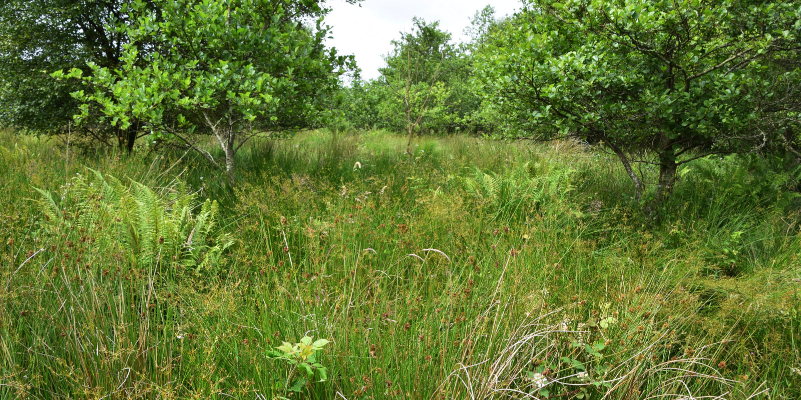 Brodoclea Woodland Farm