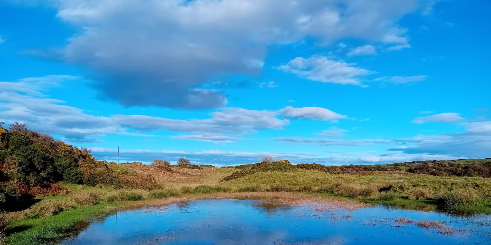 Supporting the Great Crested Newt on World Environment Day