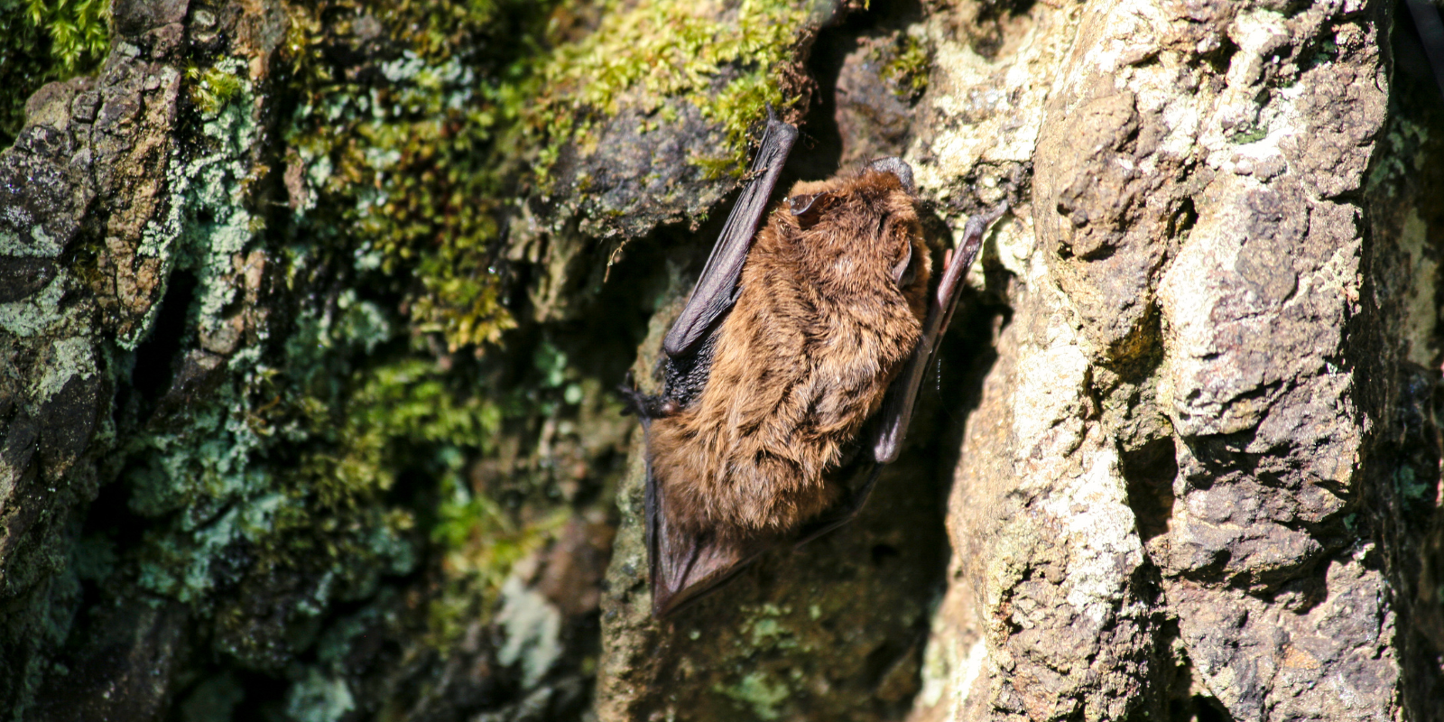 International Bat Night (24-25th August)!