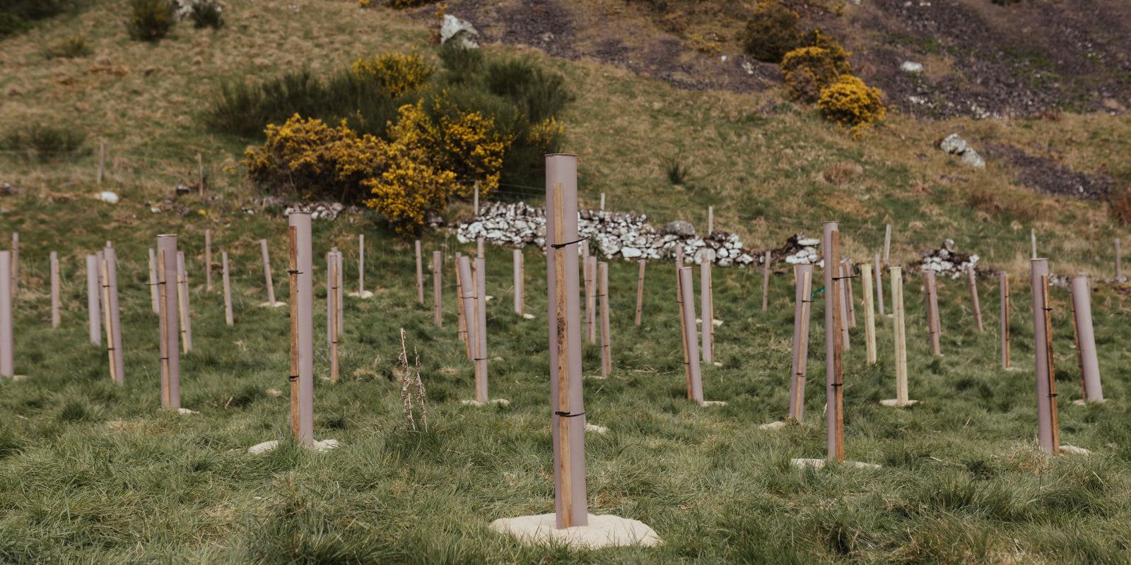 Tree Shelters: Our research into plastic-free alternatives