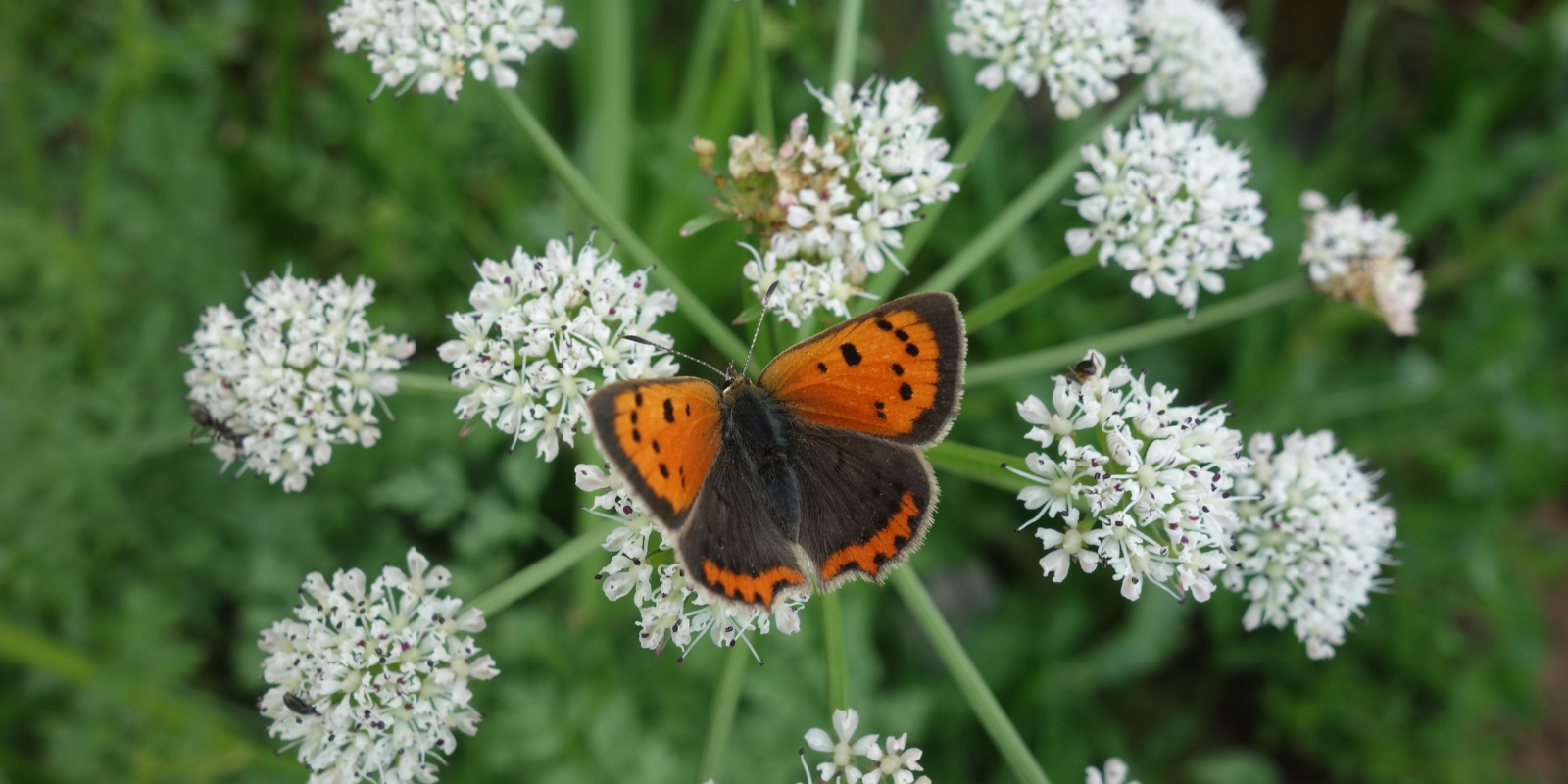 Counting Butterflies This Summer