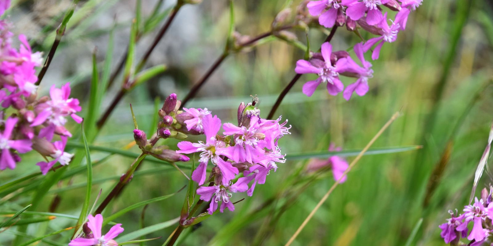 One of the UK’s Rarest Plants Thriving at Dumyat