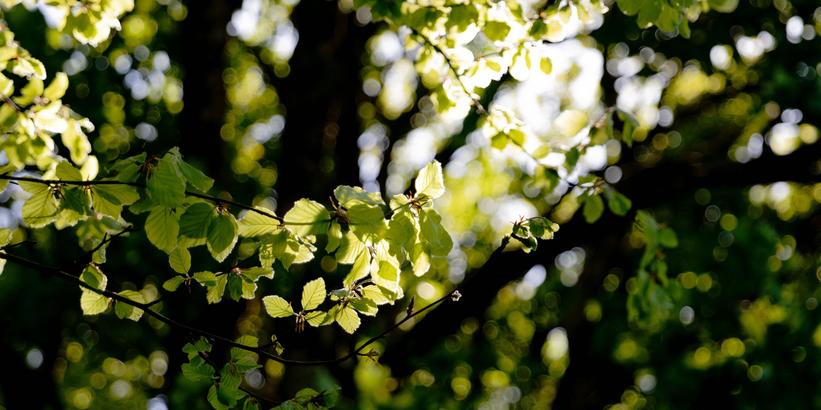 Taking Action for a Climate-Positive Future With Our Carbon Projects