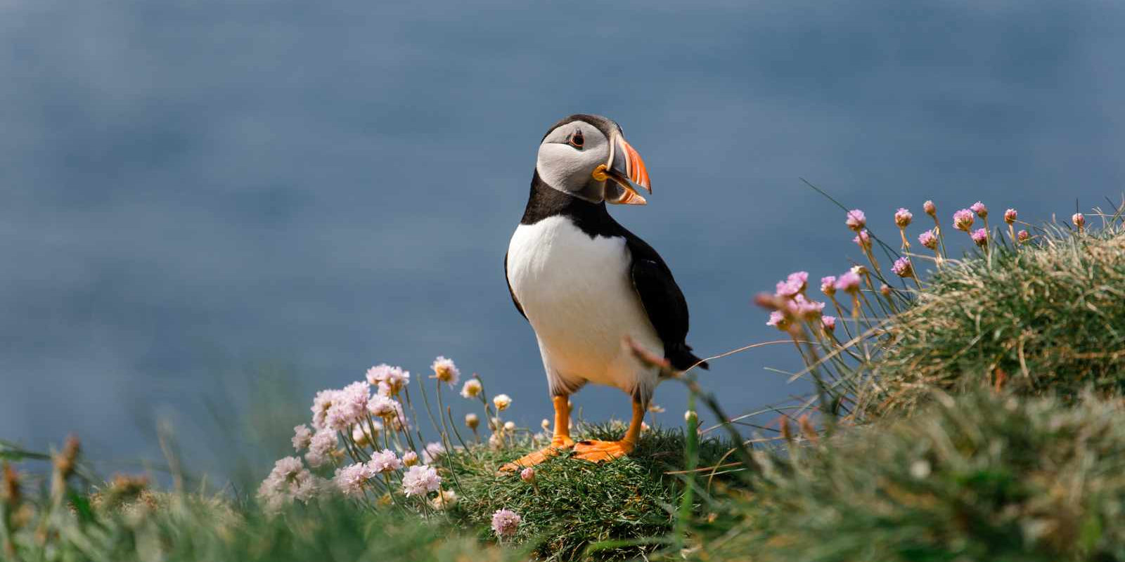 IWD 2025 Accelerate Action Interview with Anne McCall, Director, RSPB Scotland