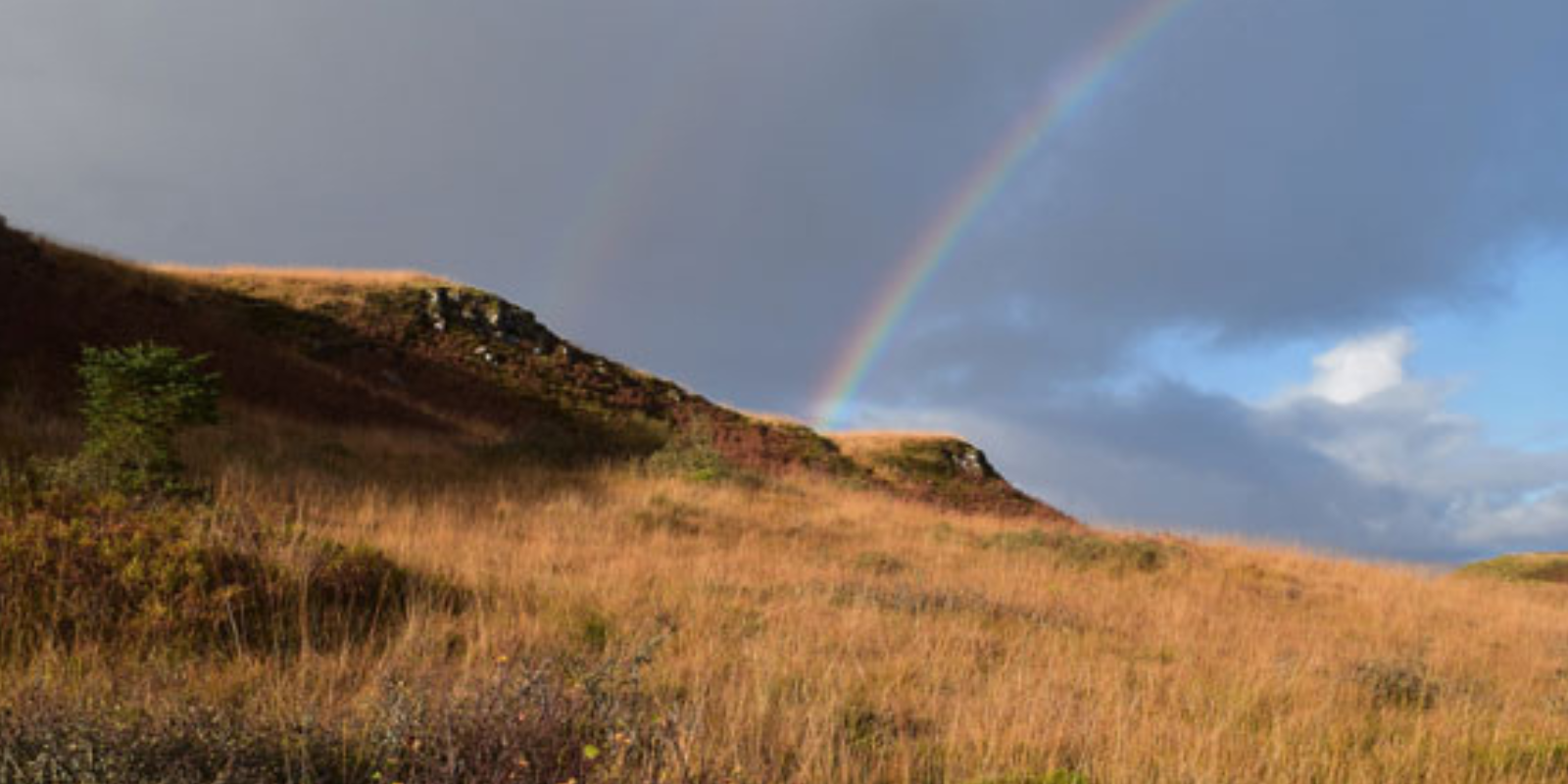 The Process of Peatland Restoration for Landowners Explained