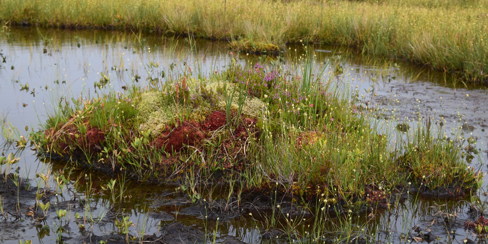 The Importance of Landowners in Restoring Peatland Ecosystems