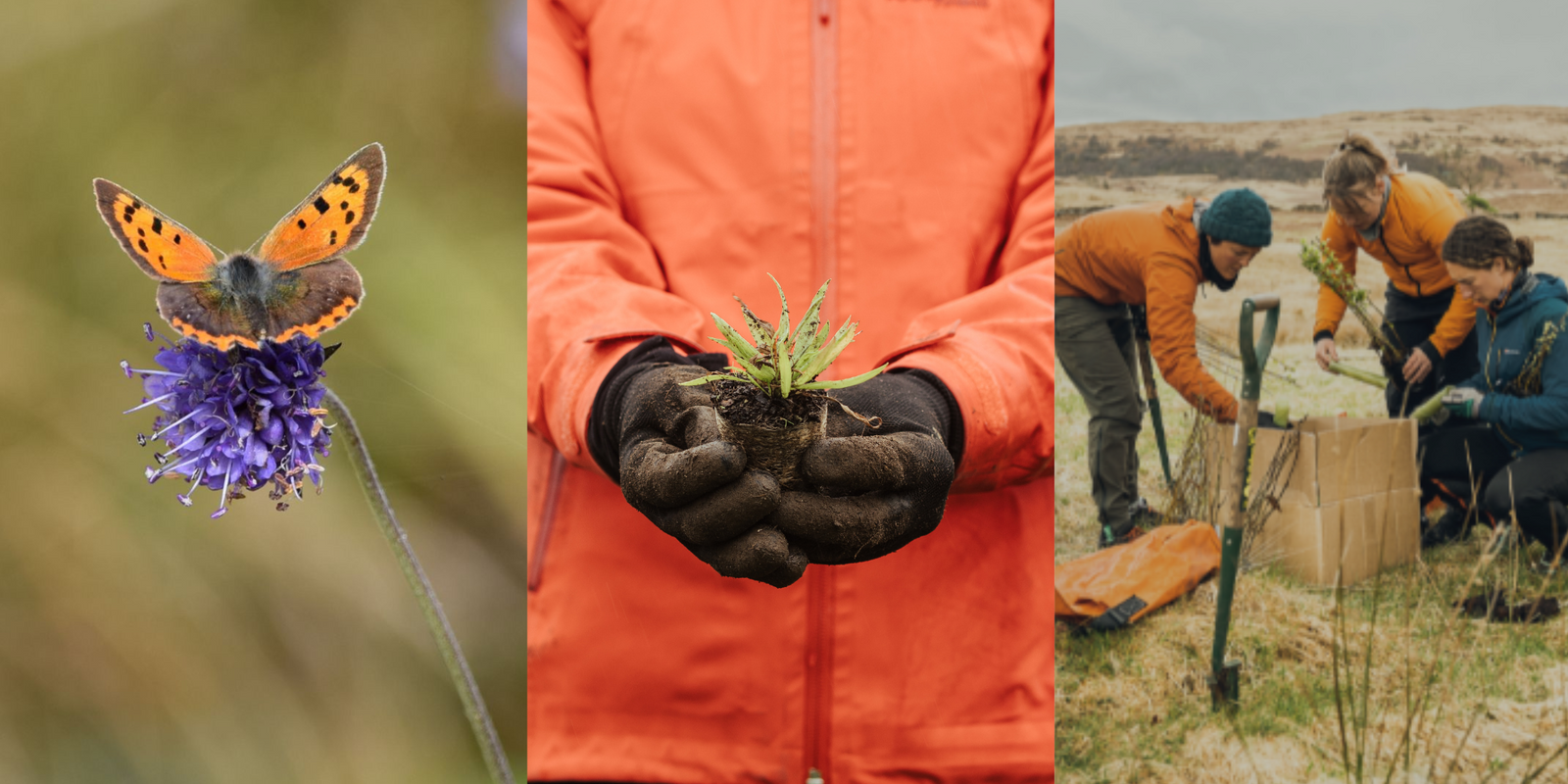 2024 - A Year of Impact at The Future Forest Company