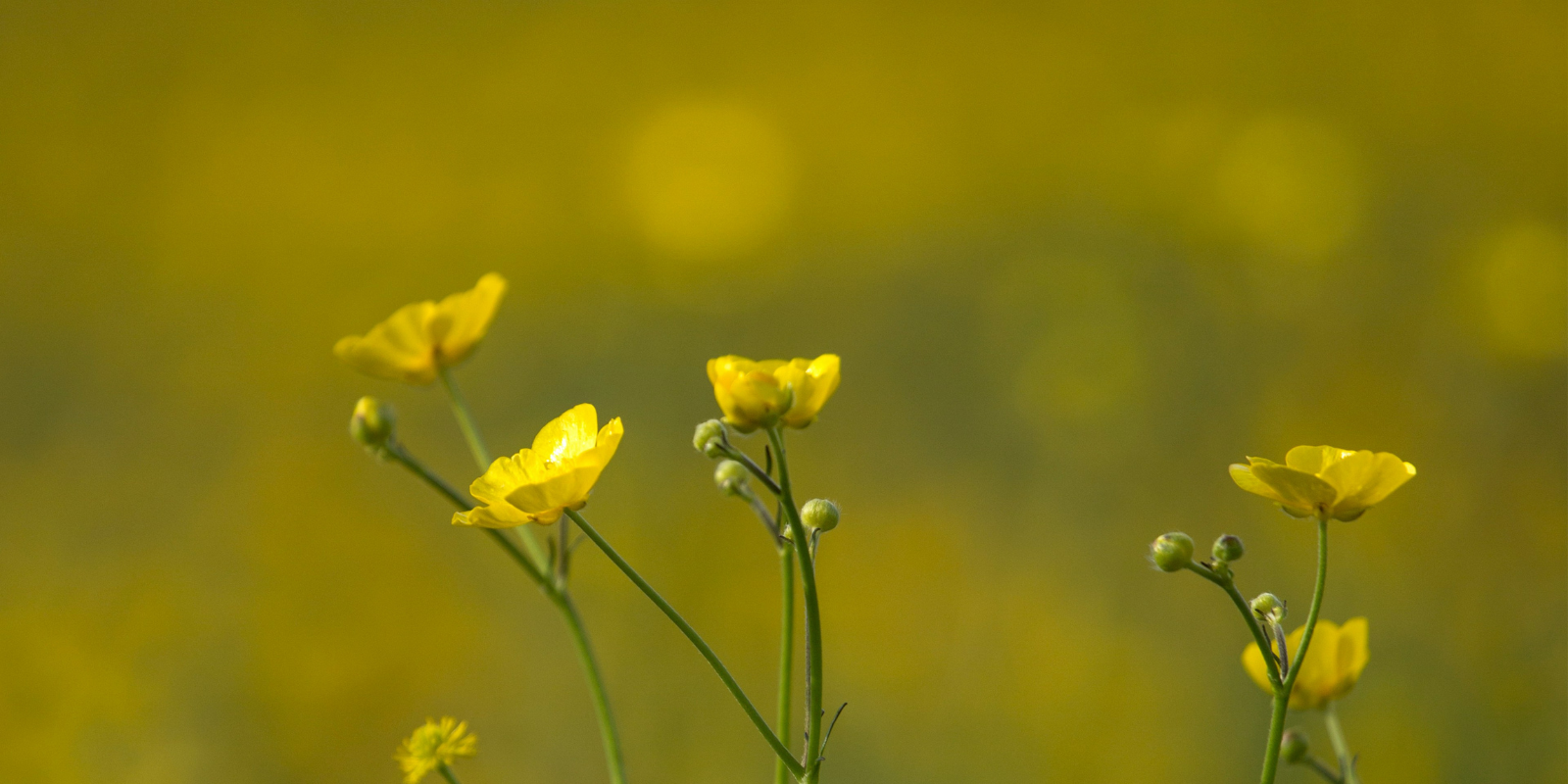 Restoring Nature to Build Back Biodiversity