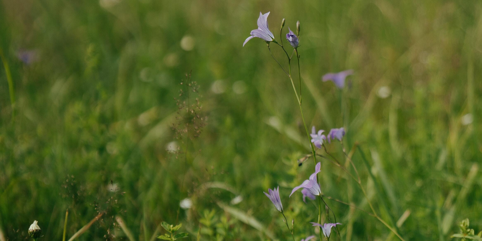 Scotland's Climate Week - How The Student Energy Group is Helping To Restore Nature in Scotland