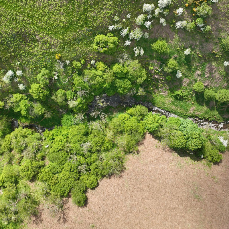 Corporate Tree Planting