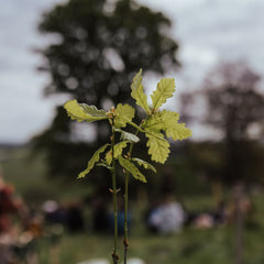 Sponsor 50 Trees