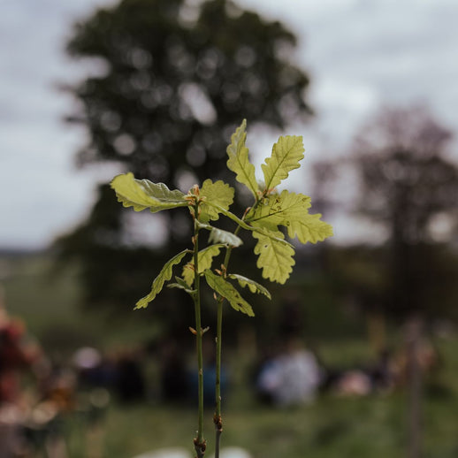 Sponsor 50 Trees