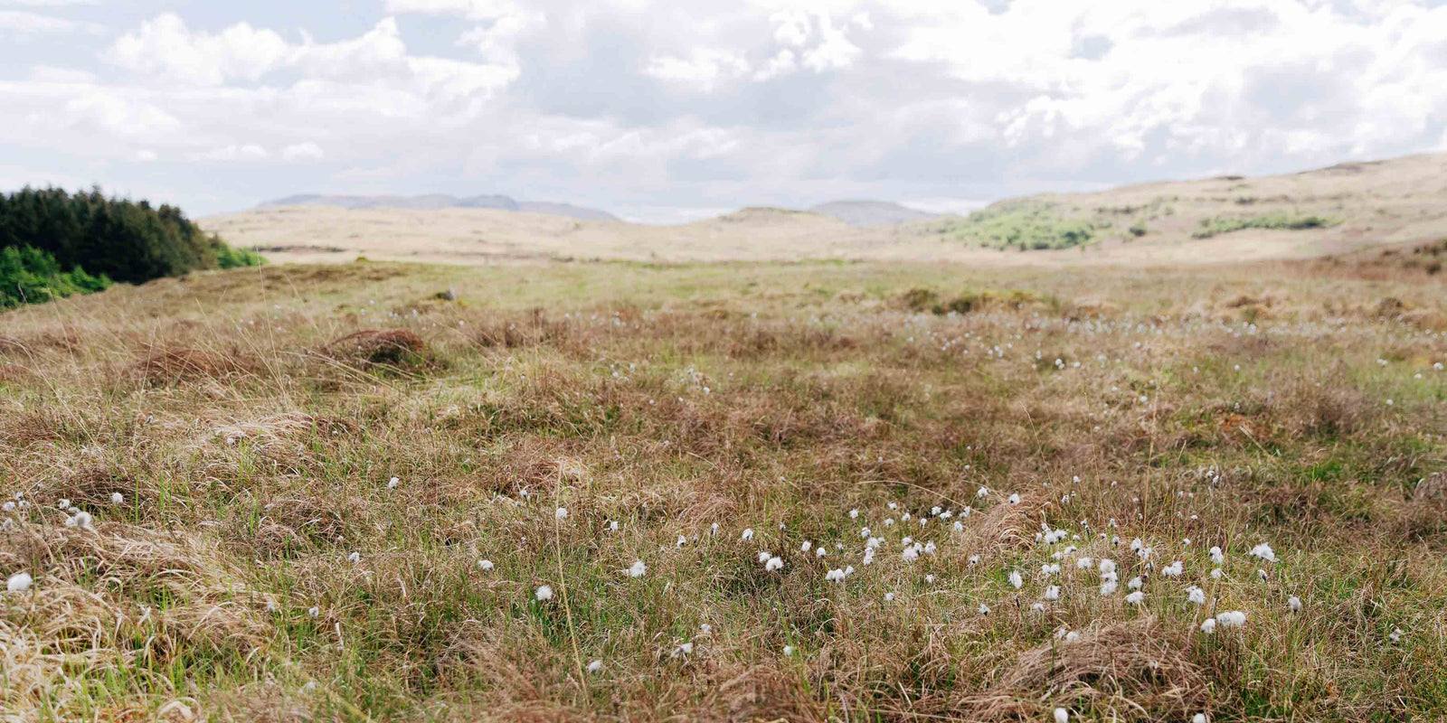 Peatland Restoration