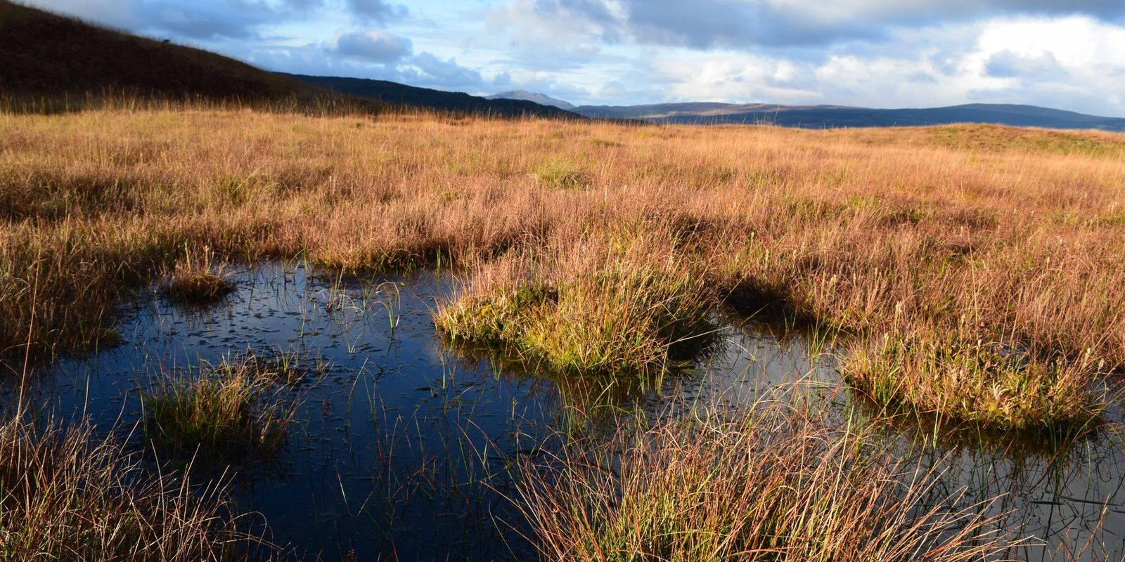 Looking for a peatland restoration service in the UK?
