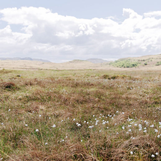 Wetland Restoration