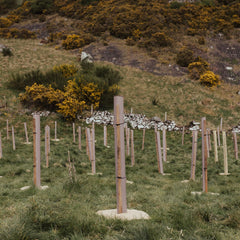 Sponsor 100 Trees