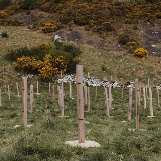 Sponsor 100 Trees