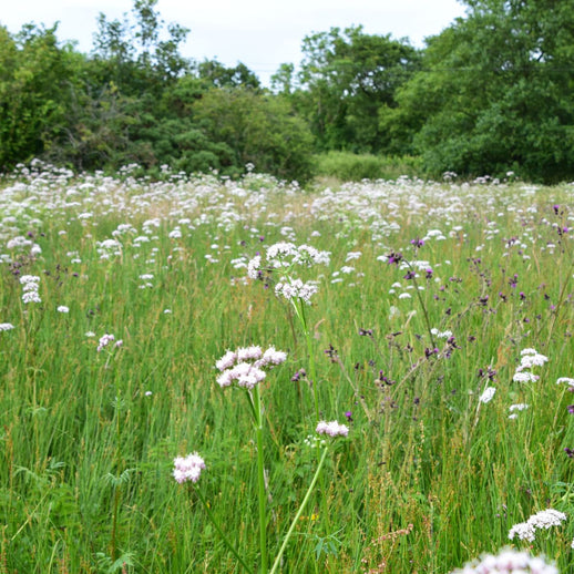 100m2 Nature Restoration Sponsorship- For Business