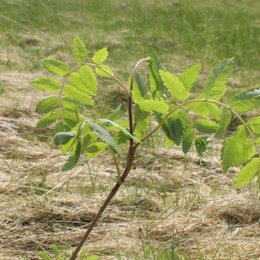 10 Trees - Monthly Subscription