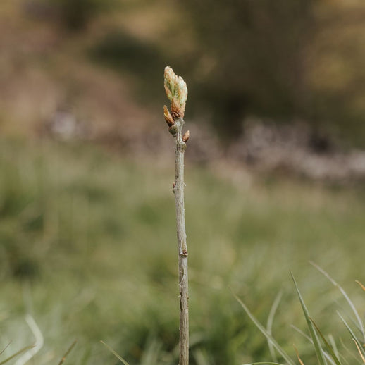 Sponsor a Tree