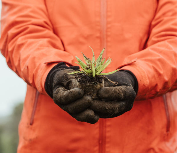 Wildflower Meadow Planting - Monthly Subscription