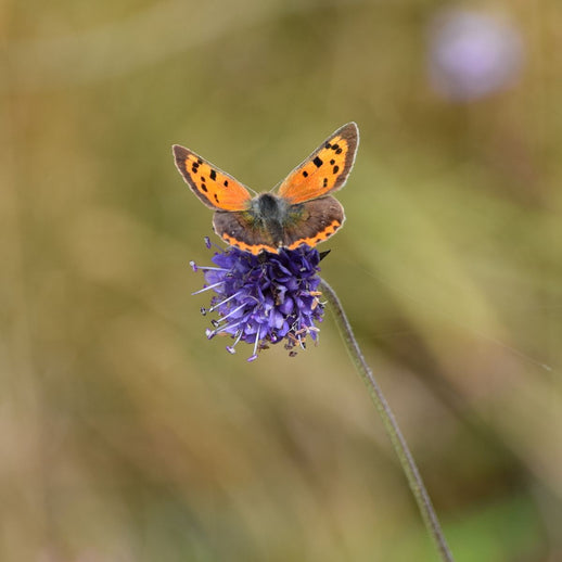 Wildflower Meadow Planting - Monthly Subscription