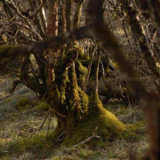 Ancient Woodland Protection