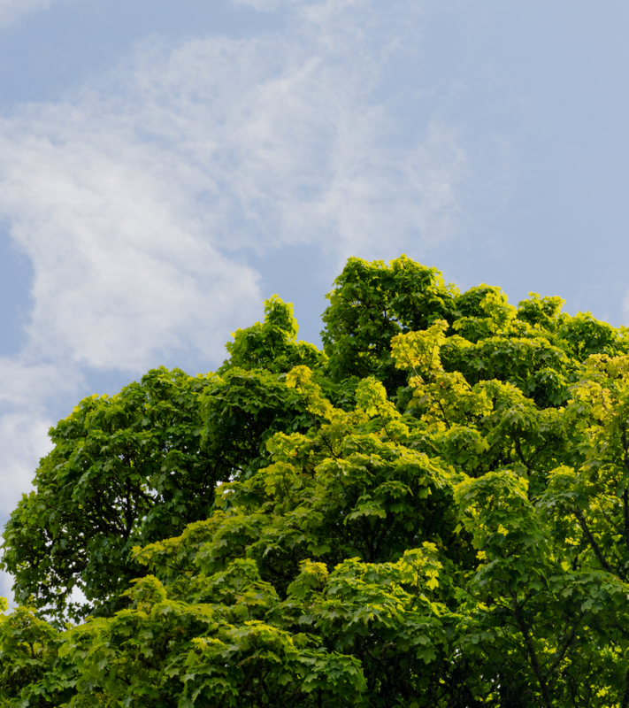 Nature-based carbon projects with integrity