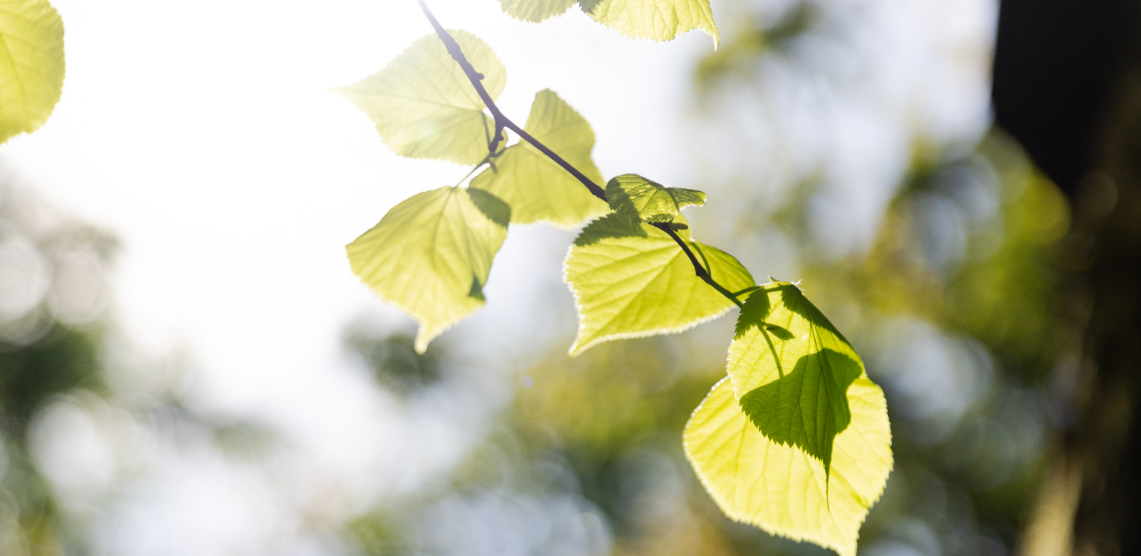 Restore, Connect & Thrive