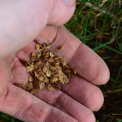 Wildflower Meadow Planting - Monthly Subscription