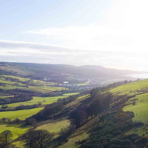 Plant 1,000 Trees in the UK!