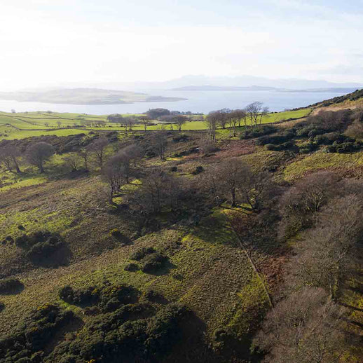 Plant 1,000 Trees in the UK!
