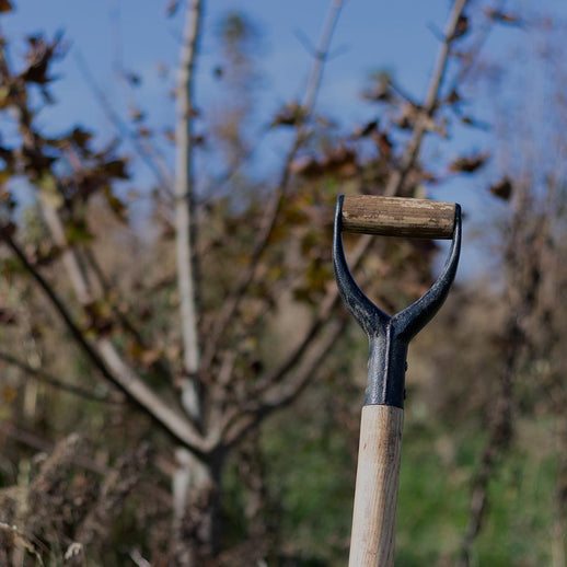 Plant 5 Trees