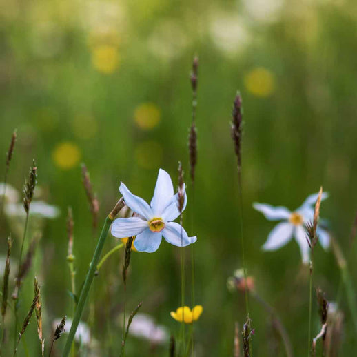 Wildflower Meadow Planting