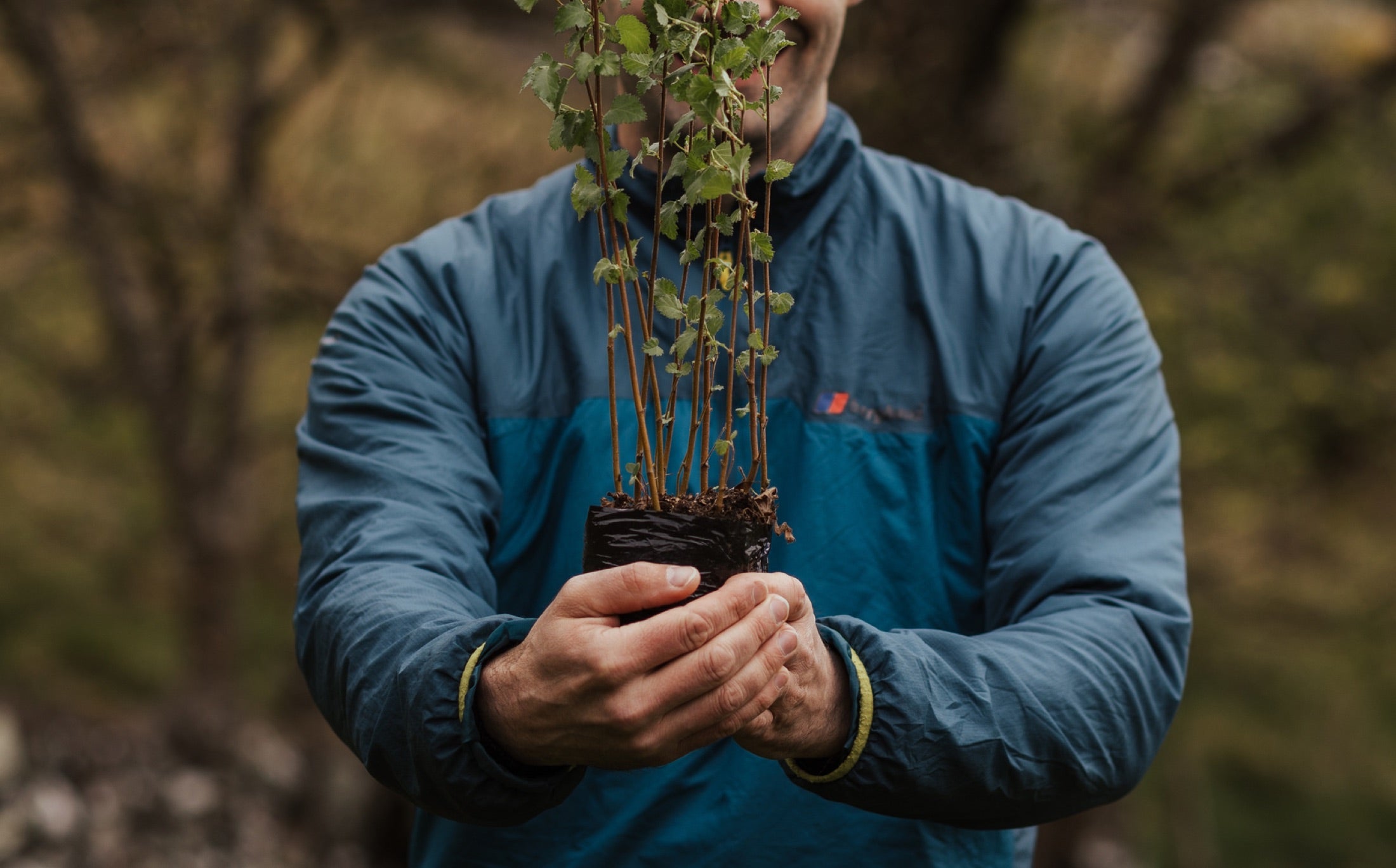 Planting a native sapling