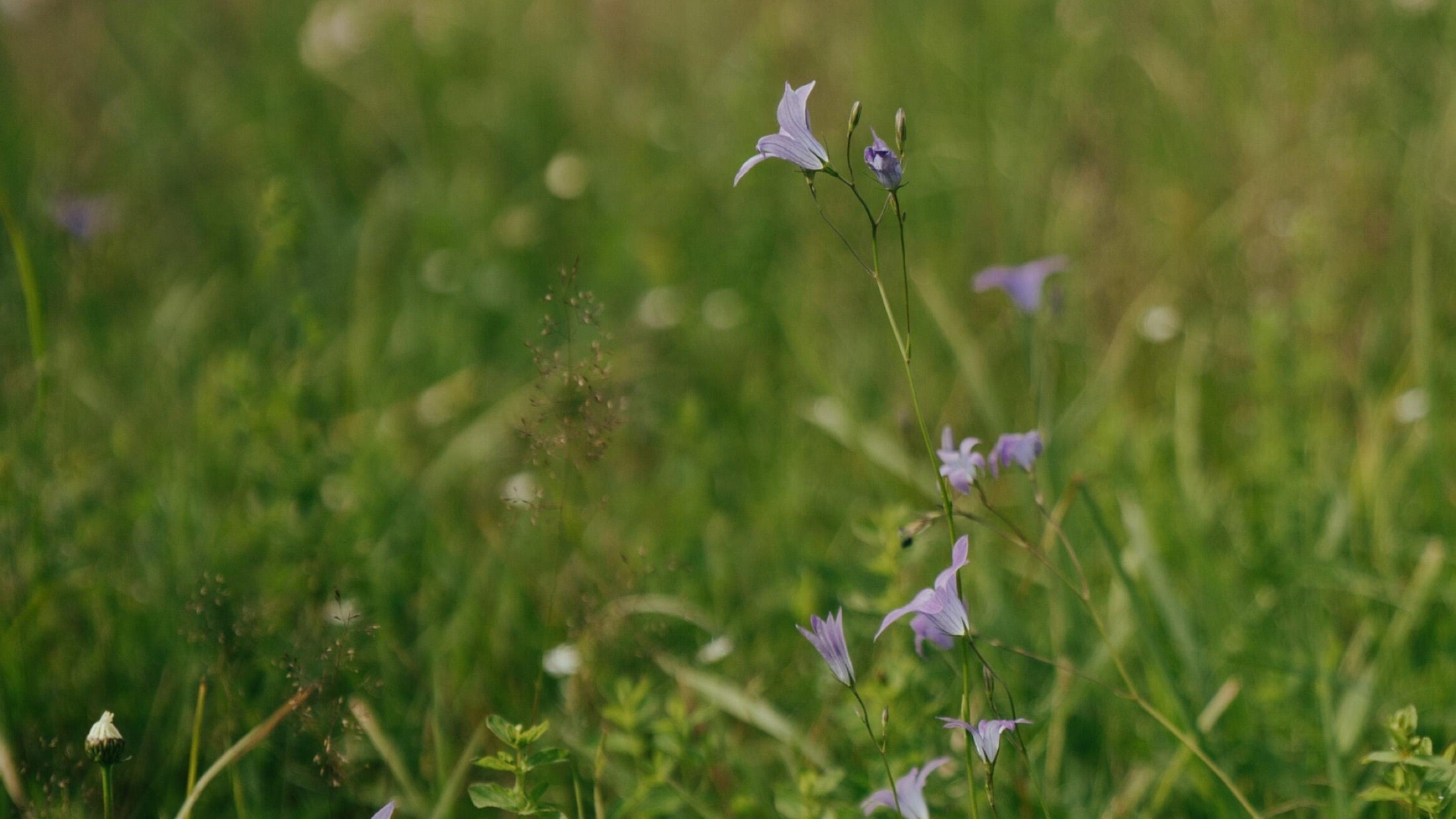 Wildflower meadow