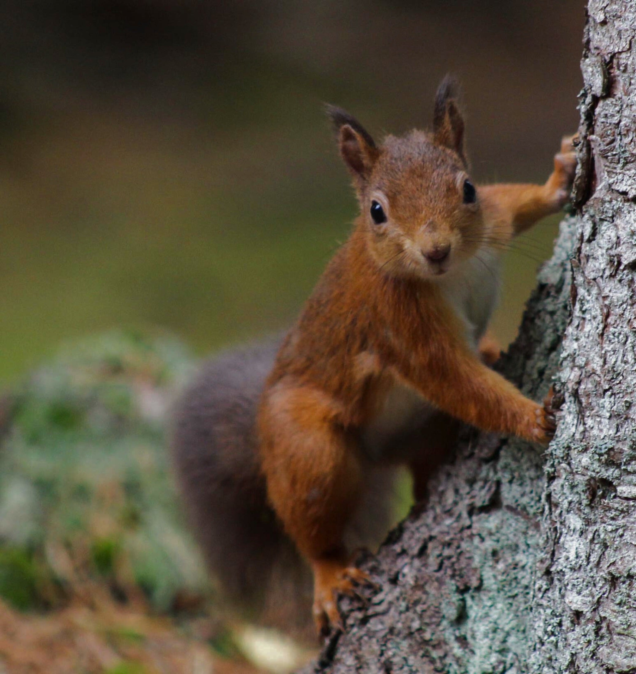 Red squirrel