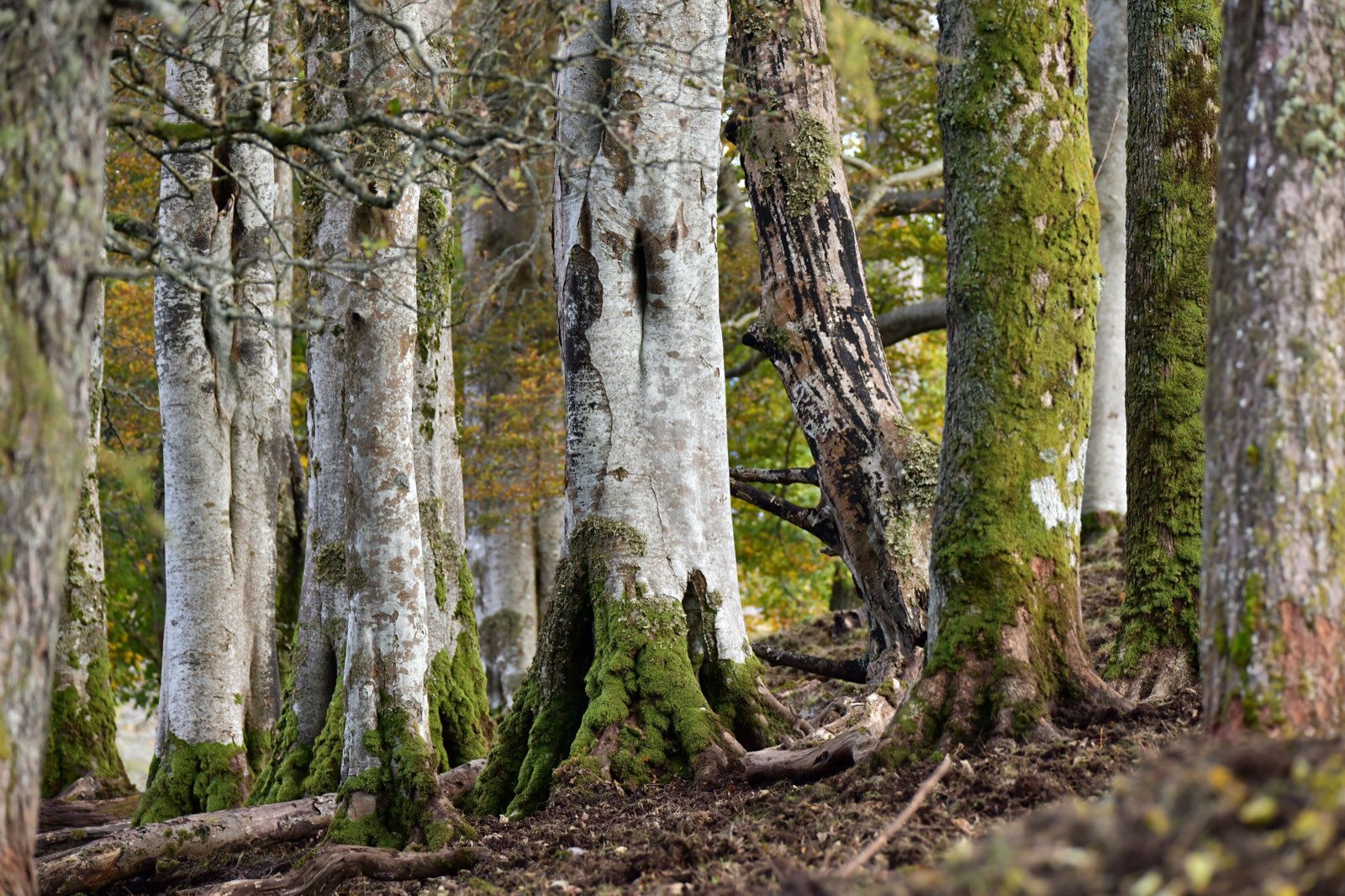 Moss-covered ancient woodland on the Glenaros Estate, Isle of Mull