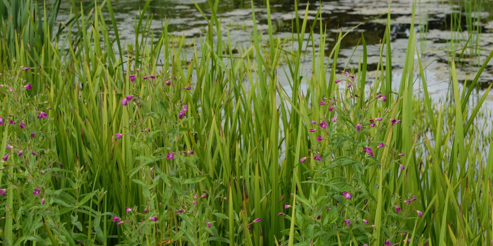 Why Your Business Should Sponsor Wetland Restoration Projects This World Wetlands Day