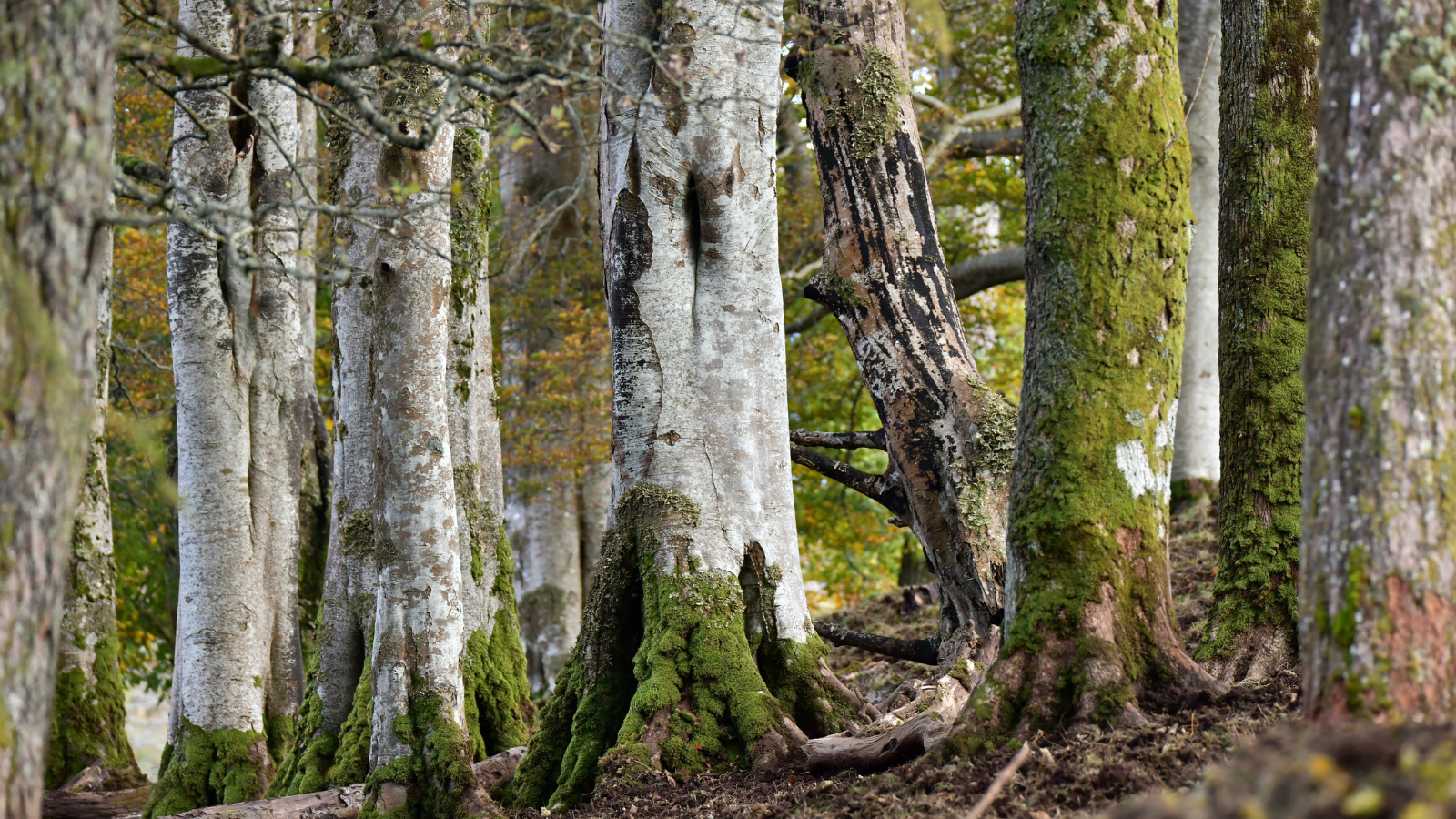 World Rainforest Day Our Celtic Rainforest The Future Forest Company