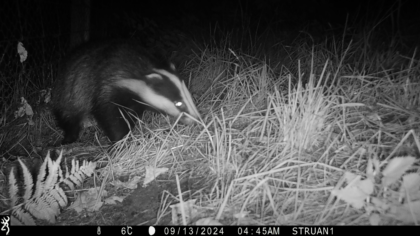 National Badger Day! – The Future Forest Company