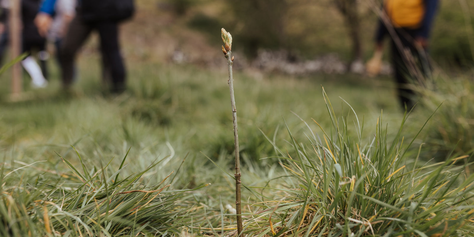 Why We’re Moving Beyond ‘A Photo of Every Sapling’