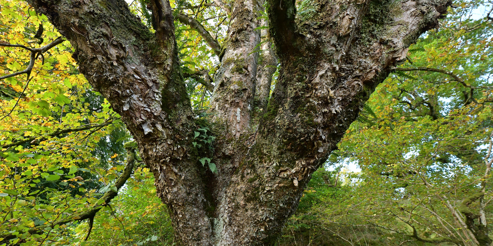 Understanding our Approach to Ancient Woodland Restoration