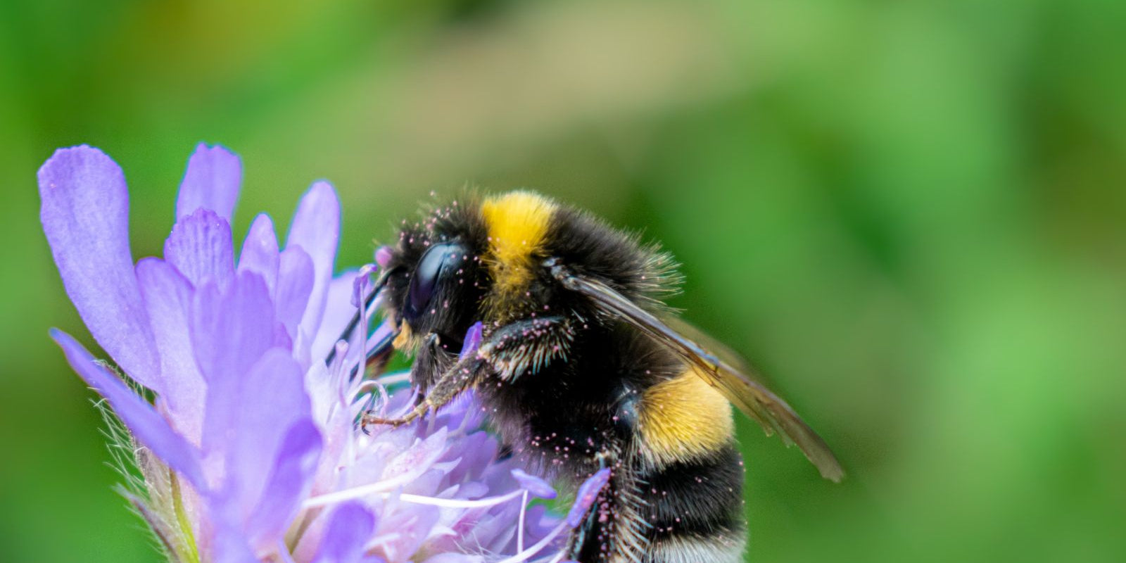 Celebrating World Bee Day with the Bumblebee Conservation Trust